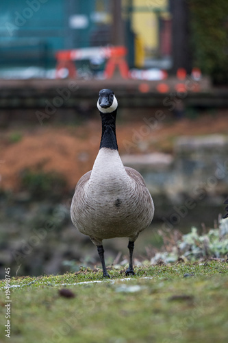 single canada goose standing on the river bank looking towards you © Yi