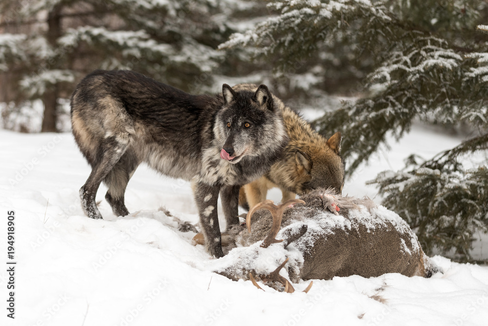 Naklejka premium Black Phase and Grey Wolf (Canis lupus) Licks Nose Near Deer Carcass
