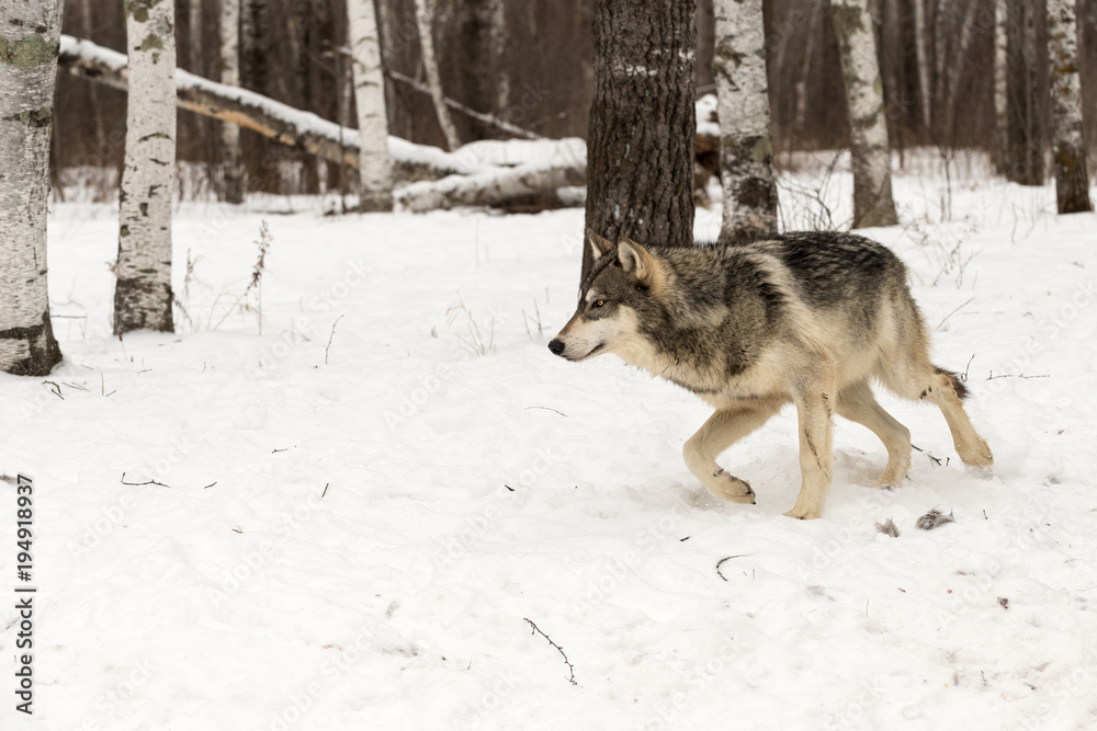 Grey Wolf (Canis lupus) Moves Left Near Woods Grey Wolf (Canis lupus) Moves Left Near Woods
