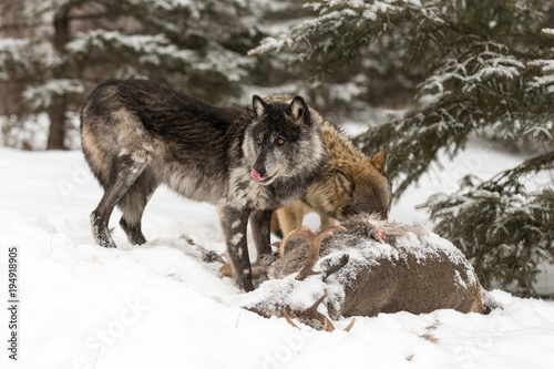 Black Phase and Grey Wolf (Canis lupus) Licks Nose Near Deer Carcass © geoffkuchera