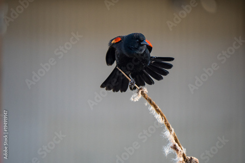 blackbird with red dot on its shoulder waving its tail on straw tip