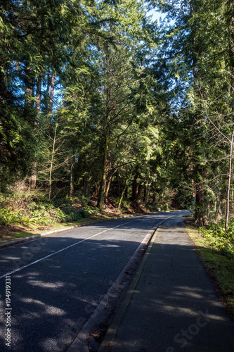 road in the middle of the forest with tall trees © Yi