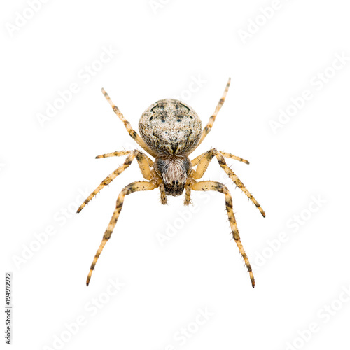 Crawling Spider Arachnid Insect Isolated on White