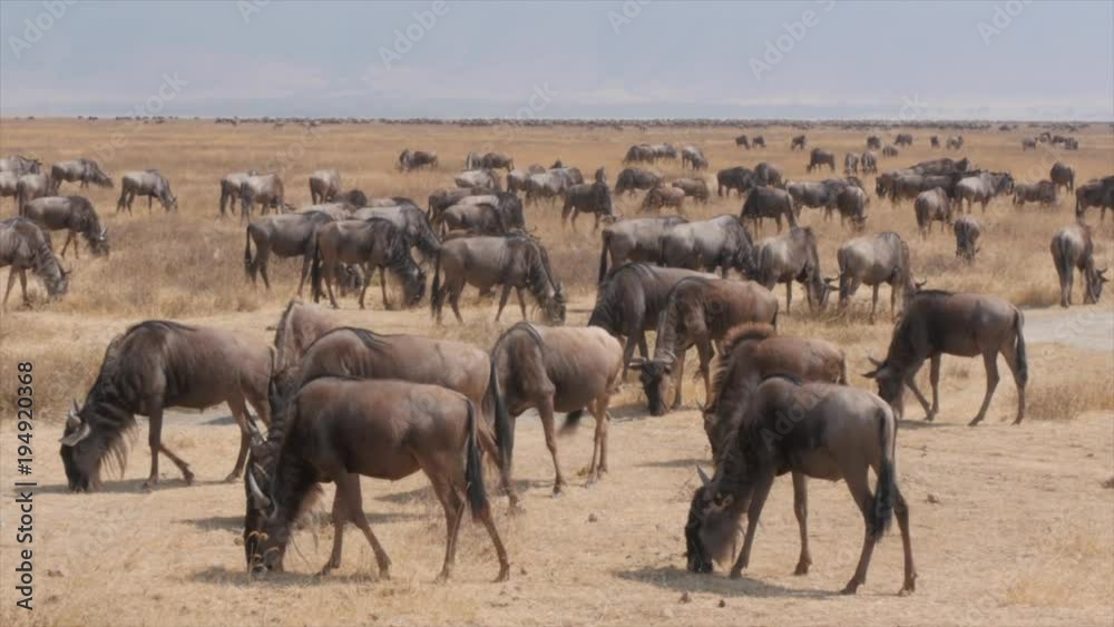 A large herd of wildebeest migrating in the Serengeti, Tanzania. A large herd of wildebeest migrating in the Serengeti, Tanzania.