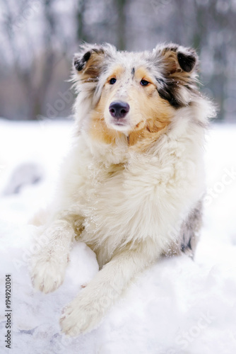 Young blue merle funny rough Collie dog lying outdoors on a snow in winter