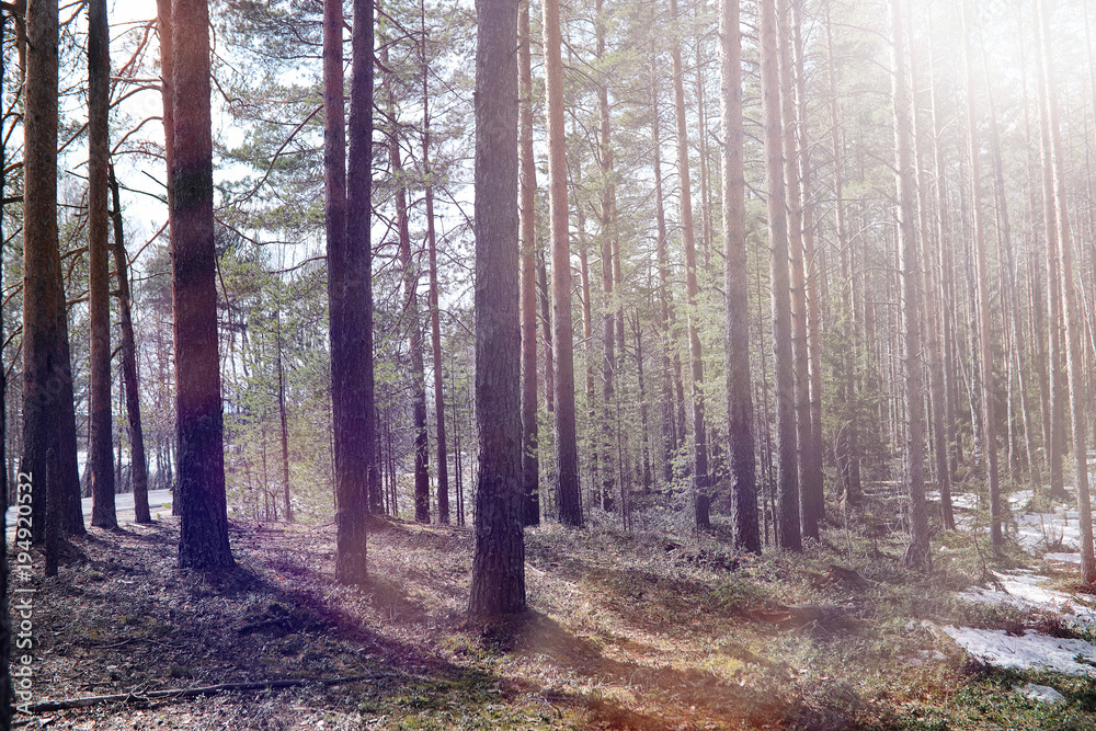 Pine forest in the beginning of spring under the snow. Forest un Pine forest in the beginning of spring under the snow. Forest un