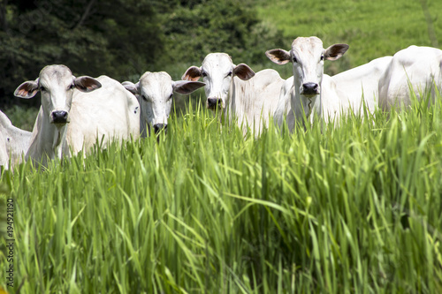 Fototapeta Naklejka Na Ścianę i Meble -  Herd of Nelore cattle grazing in a pasture