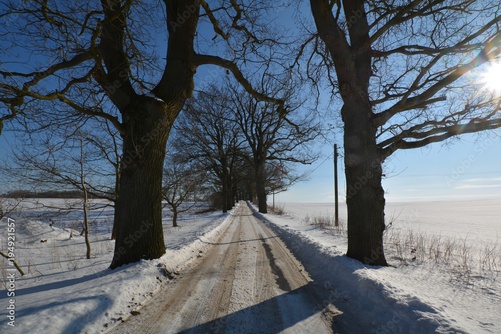 Allee bei Groß Stressow, Putbus, Insel Rügen Allee bei Groß Stressow, Putbus, Insel Rügen