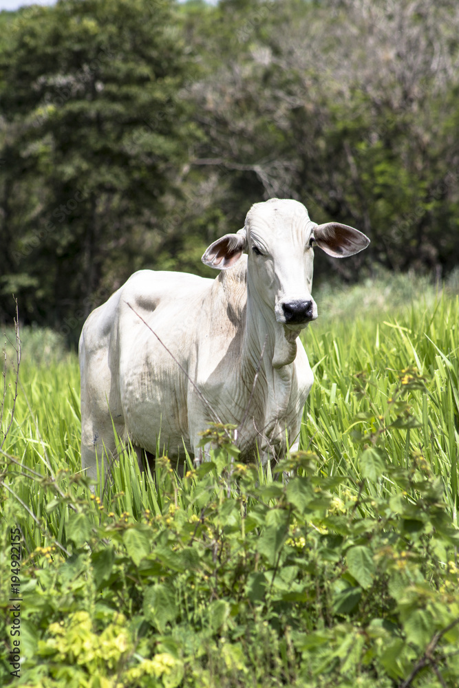 Herd of Nelore cattle grazing in a pasture Herd of Nelore cattle grazing in a pasture