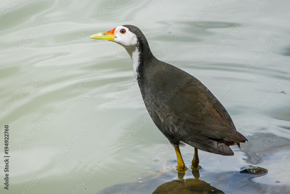 Fototapeta premium White-breasted water hen
