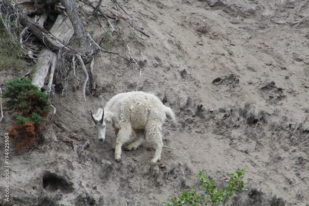 Mountain Goat, Jasper National Park, Alberta Mountain Goat, Jasper National Park, Alberta
