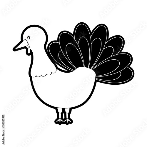 flat line monochromatic turkey  thanksgiving over white  background vector illustration