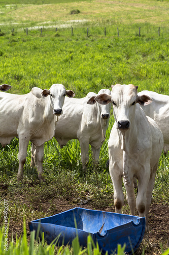 Herd of Nelore cattle grazing in a pasture photo