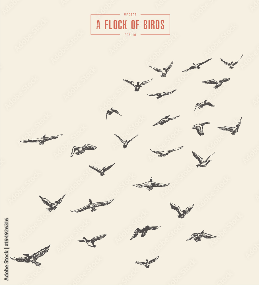 A flock of birds drawn vector illustration, sketch A flock of birds drawn vector illustration, sketch