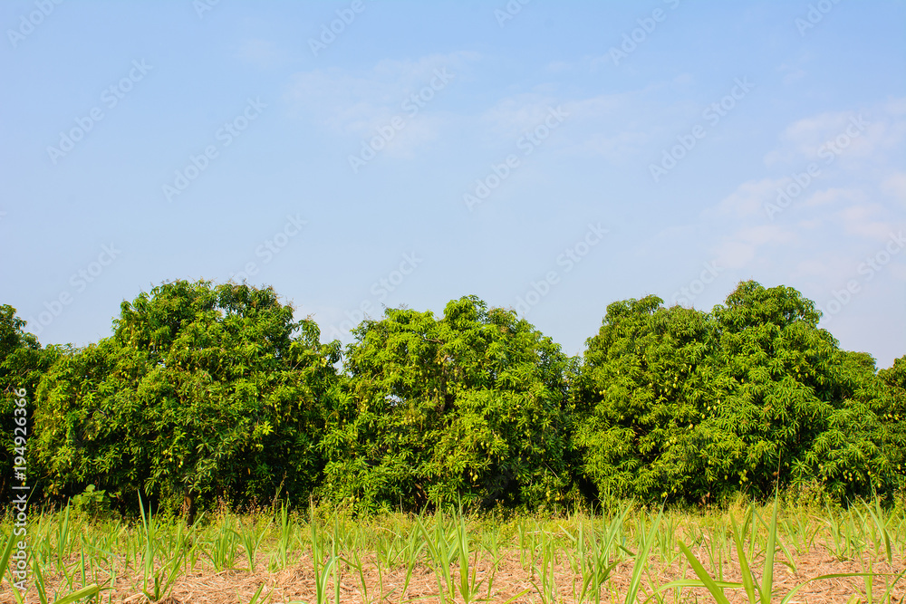Mango field,mango farm with mango fruits hanging, against blue sky background. Mango field,mango farm with mango fruits hanging, against blue sky background.