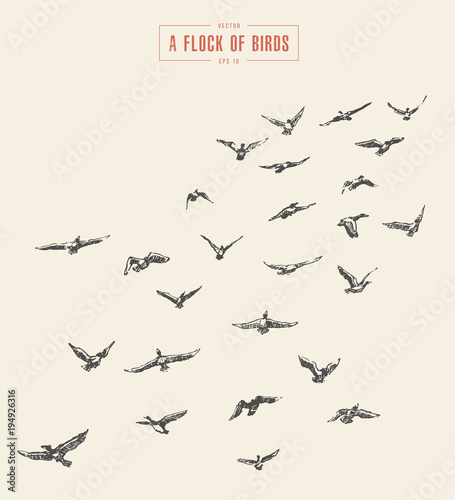 A flock of birds drawn vector illustration, sketch