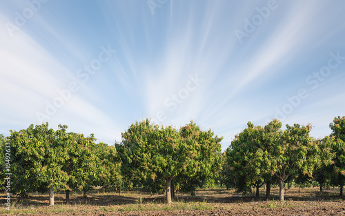 Mango field,mango farm  blue sky background.