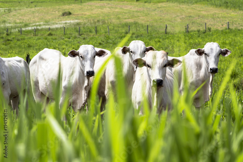 Herd of Nelore cattle grazing in a pasture photo