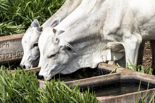 Herd of Nelore cattle grazing in a pasture photo