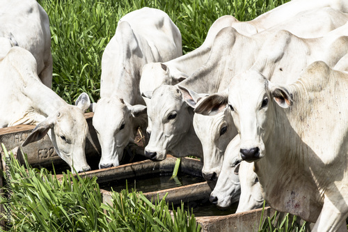 Herd of Nelore cattle grazing in a pasture photo