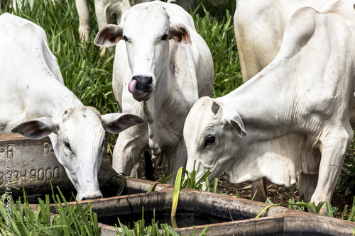 Herd of Nelore cattle grazing in a pasture photo