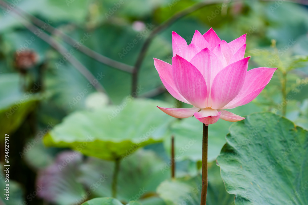 Beautiful pink lotus flower in pond Beautiful pink lotus flower in pond