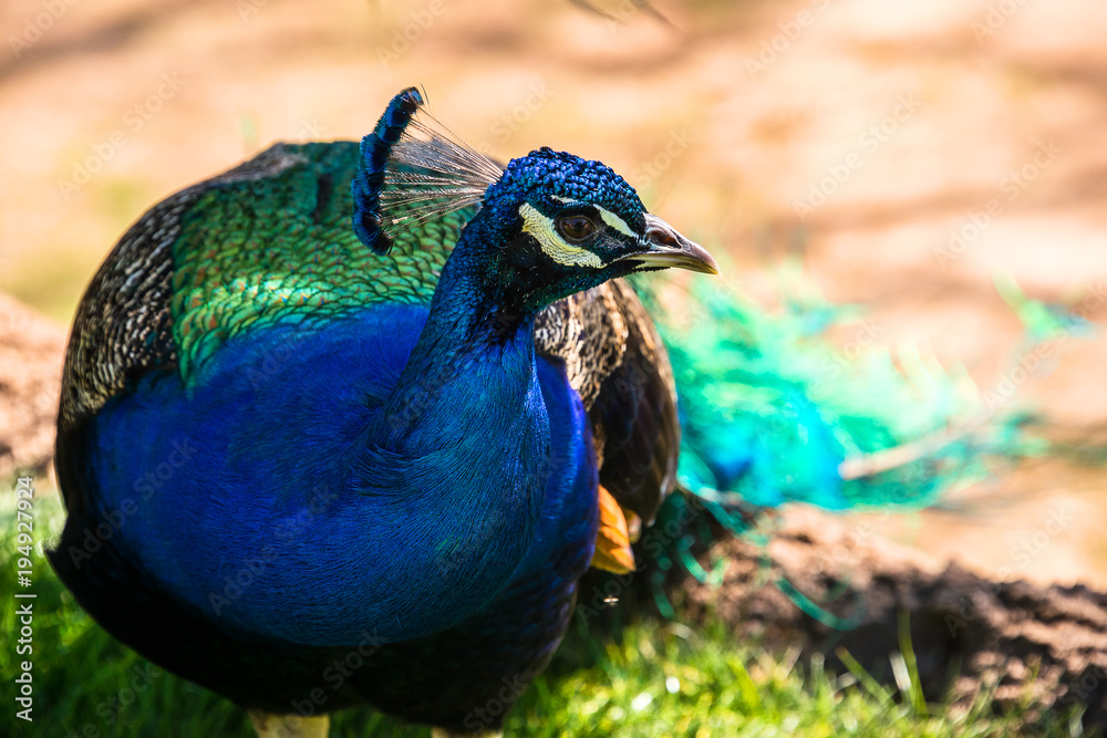 Male Peacock Male Peacock