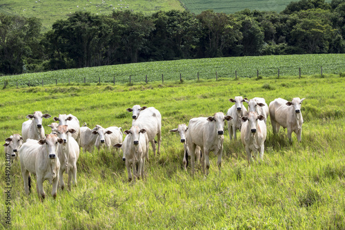 Herd of Nelore cattle grazing in a pasture