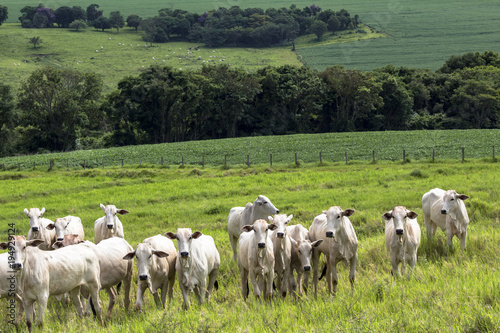 Herd of Nelore cattle grazing in a pasture photo