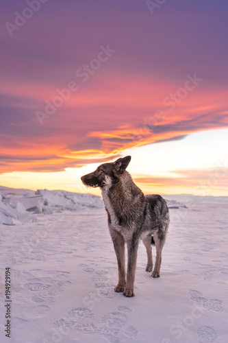 Wolf standing on snow in sunset at frozen lake Baikal in Russia