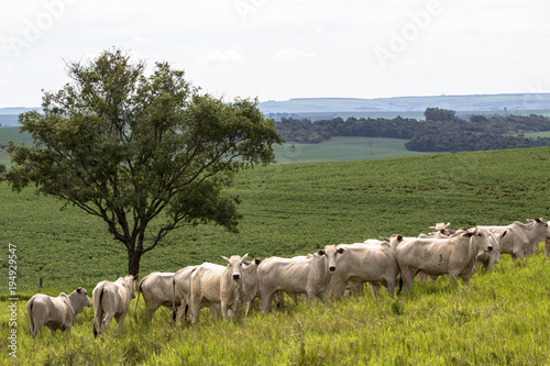 Herd of Nelore cattle grazing in a pasture photo