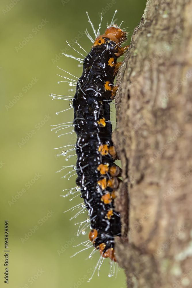 caterpillar black and orange with water drops on trunk extreme close up - caterpillar black and orange on trunk macro photo