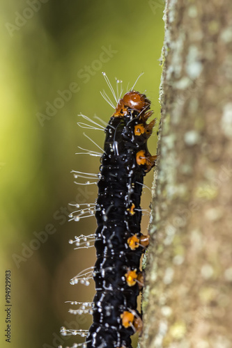 caterpillar black and orange with water drops on trunk extreme close up - caterpillar black and orange on trunk macro photo