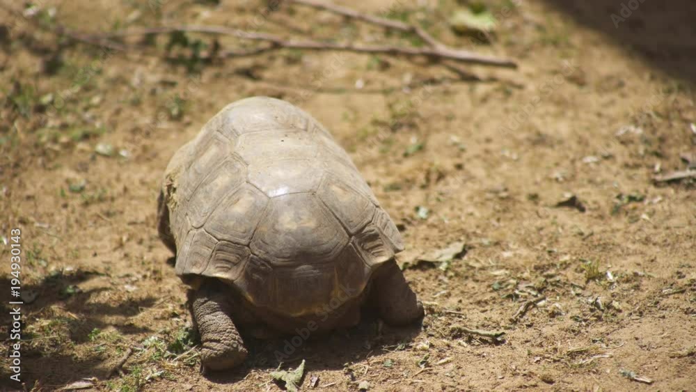 A funny tourtle walking A funny tourtle walking