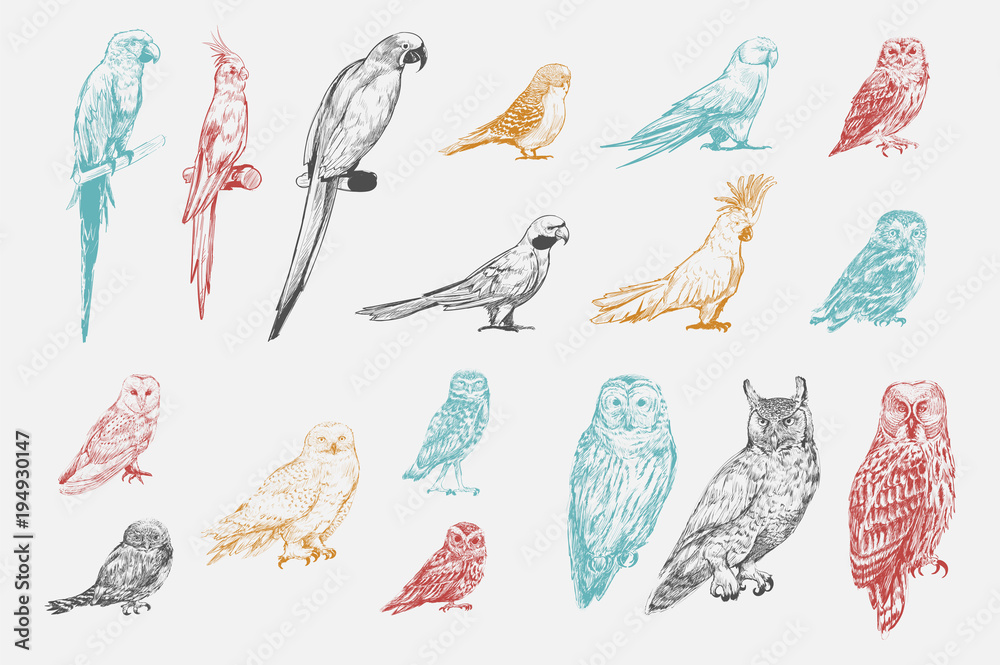 Εκτύπωση καμβά Illustration drawing style of parrot birds collection