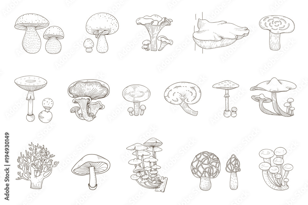 Illustration of mushrooms Illustration of mushrooms