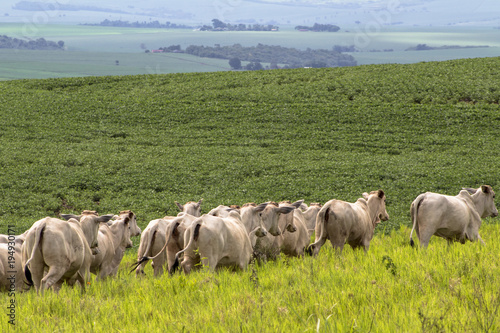 Herd of Nelore cattle grazing in a pasture photo