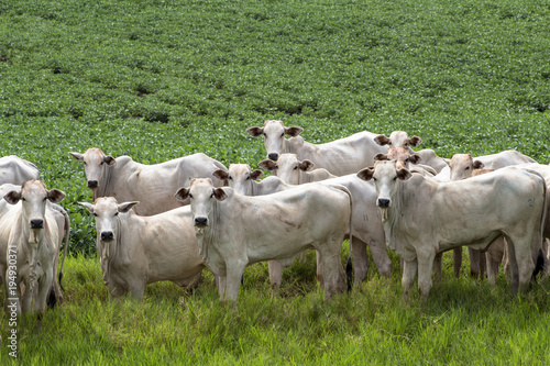Herd of Nelore cattle grazing in a pasture photo
