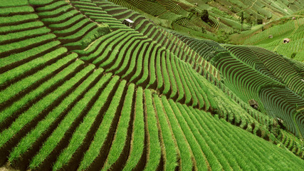 Handdoek met foto Rijstvelden Groene rijstterrassen Vietnamees platteland  © Creativa Images