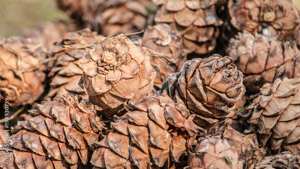 Cedar cones Cedar cones