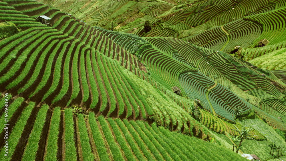 Fototapeta premium Beautiful rice terraced fields in Indonesia
