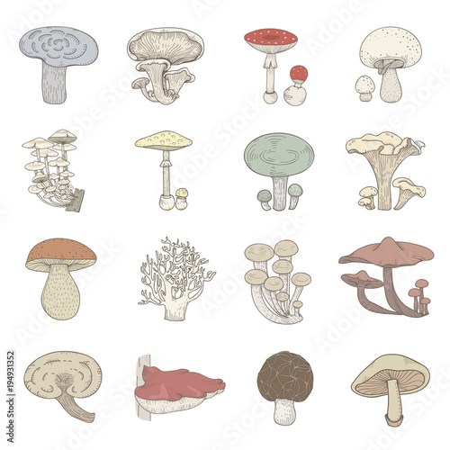 Illustration of mushrooms