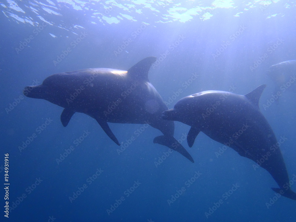 Obraz premium OLYMPUS DIGITAL CAMERA