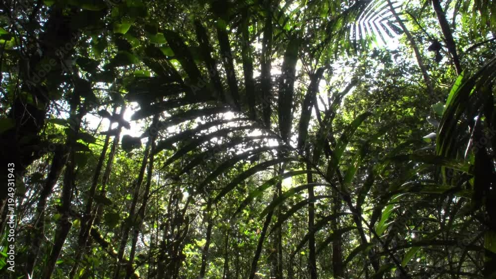 Sun Shines Through Dense Jungle Leaves Sun Shines Through Dense Jungle Leaves