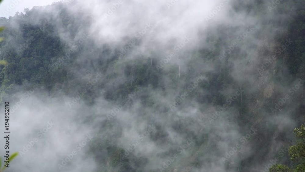 Thick Forest Fog and Smoke Moving in Mountain Thick Forest Fog and Smoke Moving in Mountain