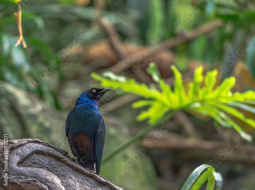 Deep Blue and Purple Plumage on a Blue Glossy Starling Perched on a Branch