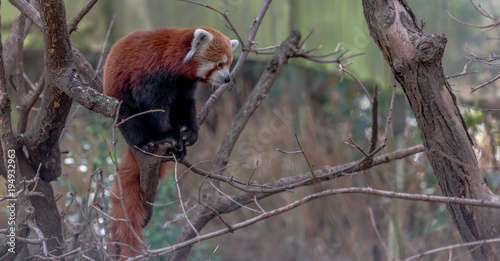 Orange and White Fur on a Red Panda Sitting on a Tree Branch