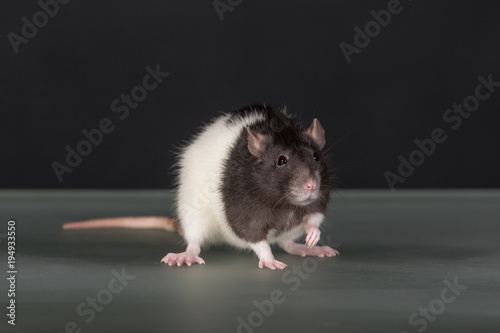 portrait of domestic rat closeup
