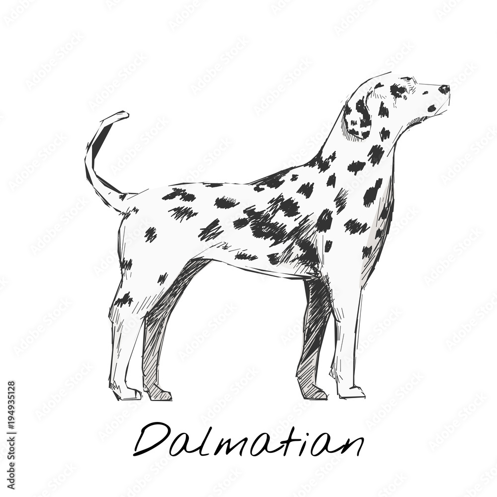 Illustration of dalmatian dog breed