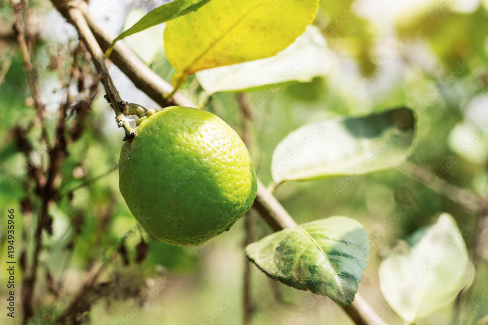 Lemon on tree with daylight. Lemon on tree with daylight.